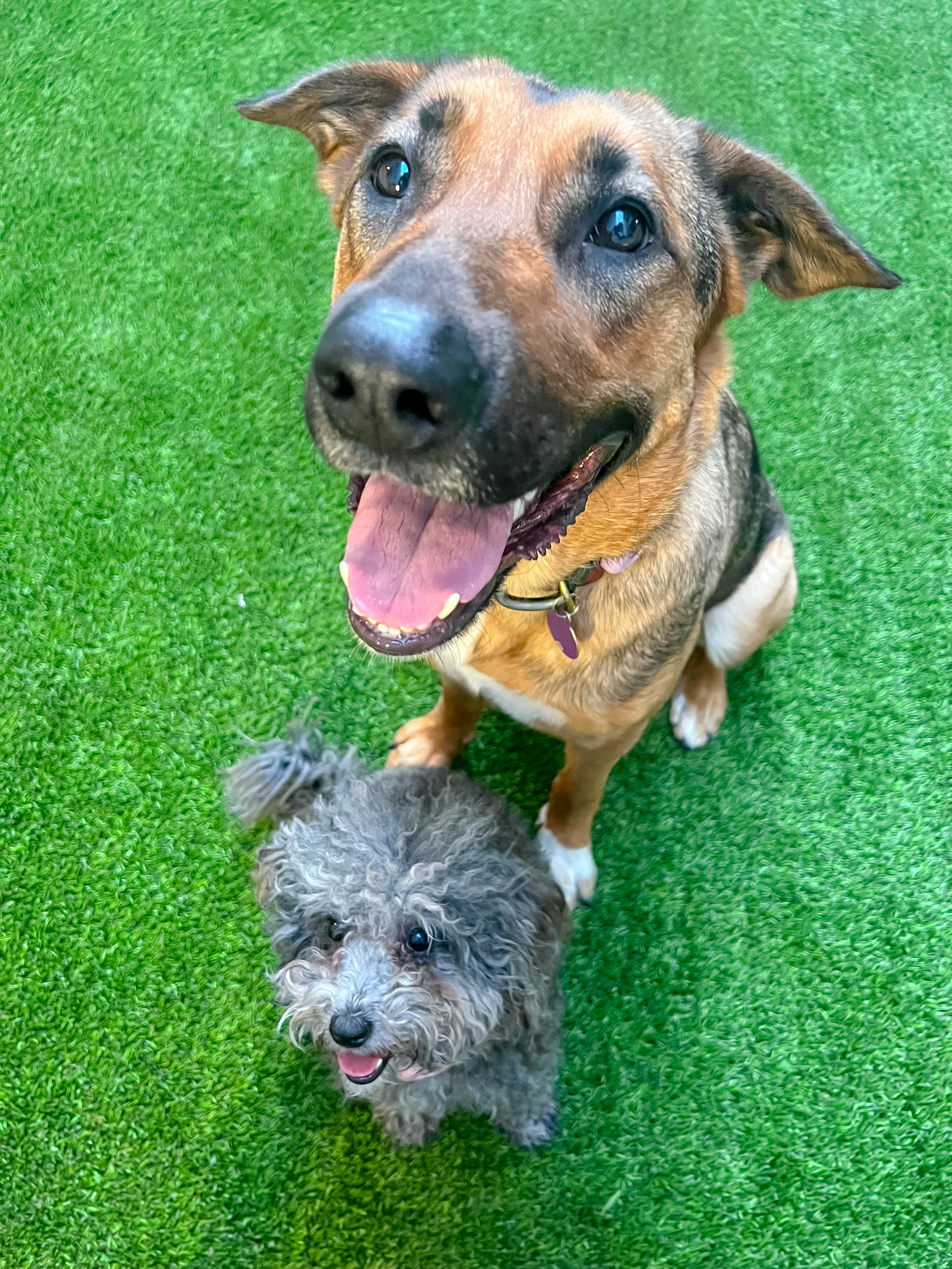 The two barkers